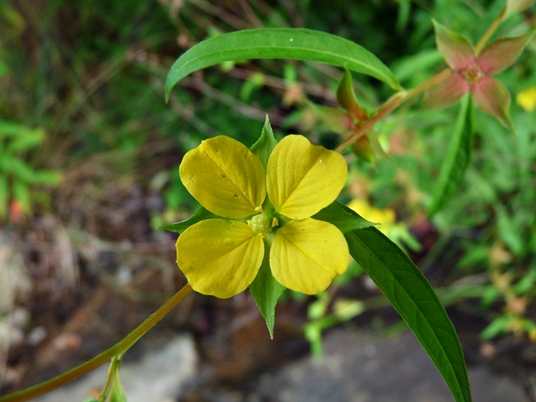 {Ludwigia alternifolia}